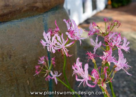 Plants I Dig: Blooming Winter Plants | Dirty Fingers Muddy Knees