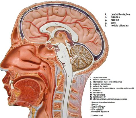 Lab 11 Sagittal Model Of Head Diagram Quizlet