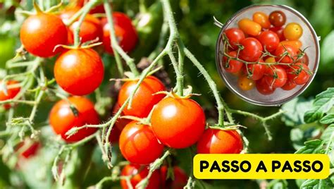 Como Plantar Tomate Cereja - Como Plantar Tomate Cereja em Vasos, Passo a Passo Completo