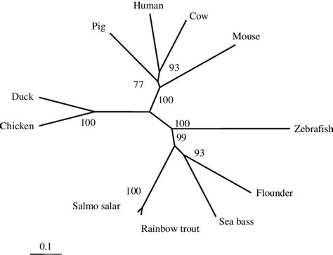 Unrooted Phylogenetic Tree Showing The Relationship Between Sea Bass