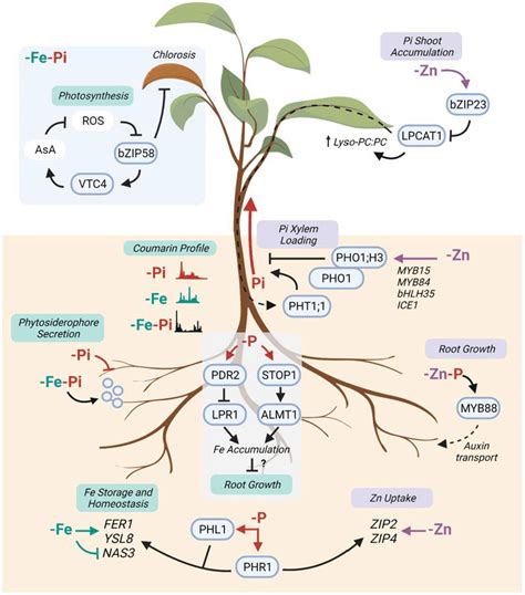 FeP And ZnP Homeostatic Interactions In Plants Processes Involving