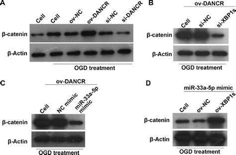 Dancr Mir A P Xbp S Activates The Wnt Catenin Signaling Pathway In