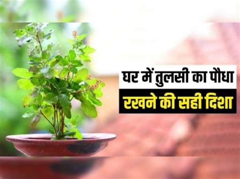 Tulsi Tips घर में तुलसी का पौधा लगाने की ये है सबसे सही जगह लगाते ही