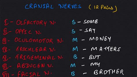 Cranial Nerve Mnemonics