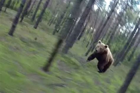 Read this amazing first hand account of being chased by a bear - MBR