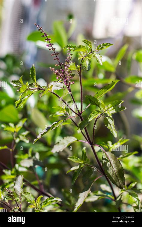 Ocimum Sanctum Holy Basil Hi Res Stock Photography And Images Alamy