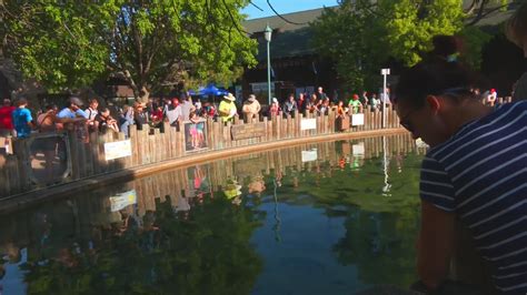 The Story Behind The State Fair S Fish Pond YouTube