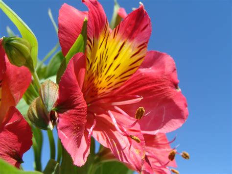 Uma Flor Paulo Takarada Flickr