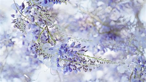 Wisteria Wallpaper - Wallpaper, High Definition, High Quality, Widescreen