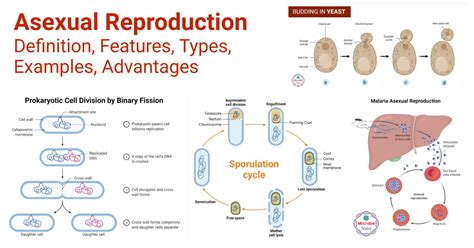 Asexual Reproduction Definition Features Types Examples Types Of