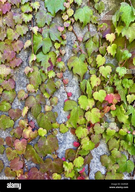 Ivy Climbing Up A Wall Stock Photo Alamy