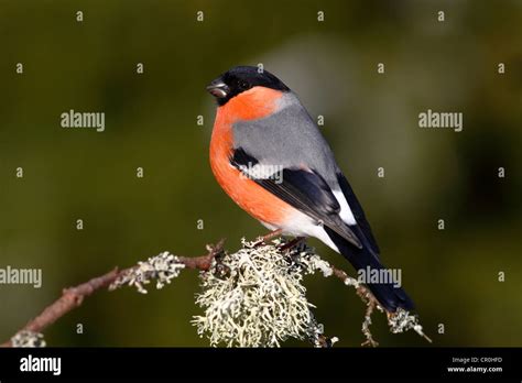 Bullfinch Pyrrhula Pyrrhula Male Sitting On A Lichen Covered Branch