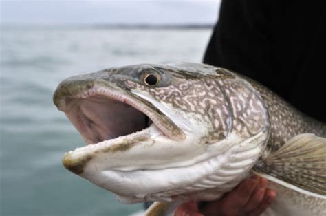 Free Picture Lake Trout Fishes Salvelinus Namaycush