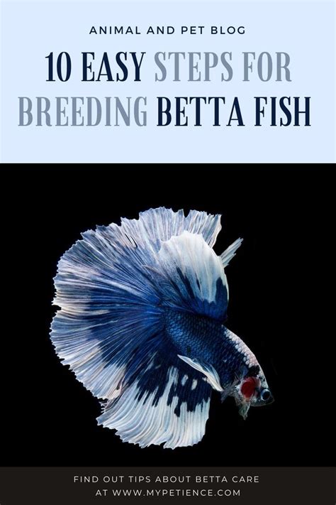 Breeding Betta Fish Easy Guide On How To Breed Betta Fish Breeding