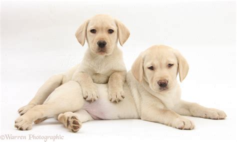 Yellow Lab Puppy Wallpaper - WallpaperSafari