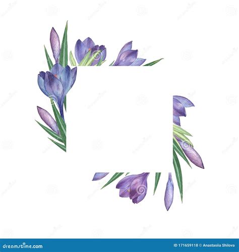 Crocus Watercolor Floral Frame Watercolor Illustration Hand