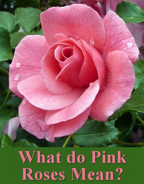 All The Different Colors Of Roses And Their Meanings Hubpages