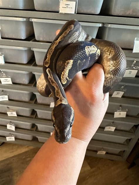 Super Ghi Ball Python By Morphing Time Exotics Llc Morphmarket