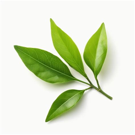 Premium AI Image Green Tea Leaf On White Background