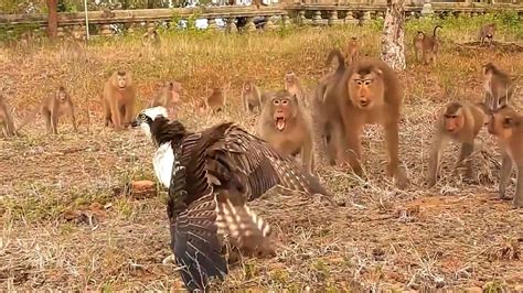 空中猛禽食猴鹰落难！遭遇猴群集体讨伐，食猴鹰下场会如何 Youtube