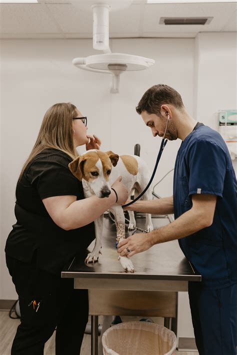 Pet Diagnostics In High Point Westchester Veterinary Hospital