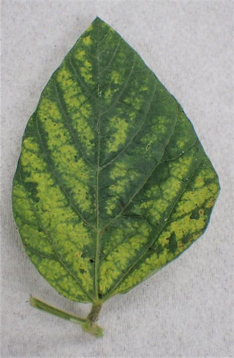 2017 Soybean Foliar Disease Survey – Manitoba Pulse & Soybean Growers