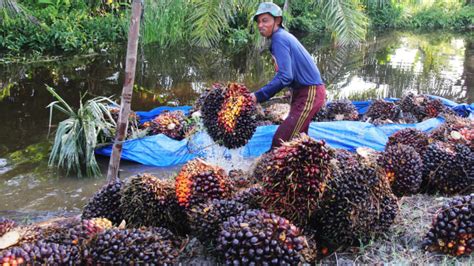 Harga TBS Masih Rendah Petani Sawit Perkirakan Kerugian Hingga Rp 50 T