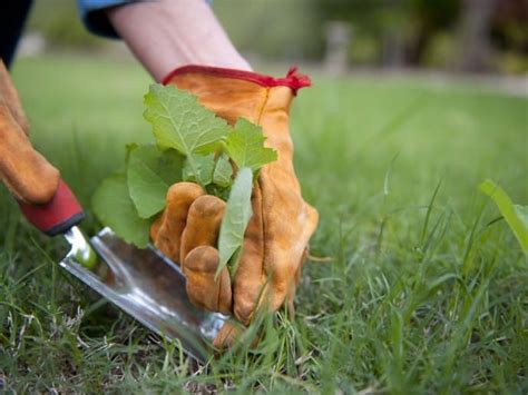 4 Tips for Successful Weed Control - Galena Lawn Care, LLC