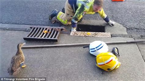 Ducklings Who Fell Down Storm Drain Are Rescued By Firefighters In