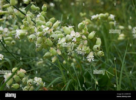 Silene Vulgaris Green White Inflorescence Stock Photo Alamy