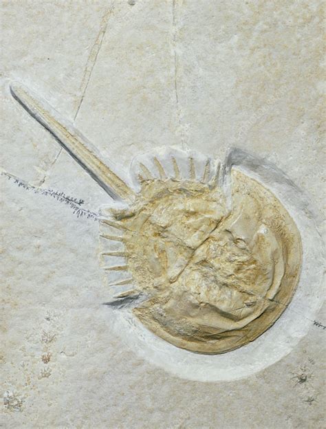 Fossilised horseshoe crab - Stock Image - E442/0417 - Science Photo Library