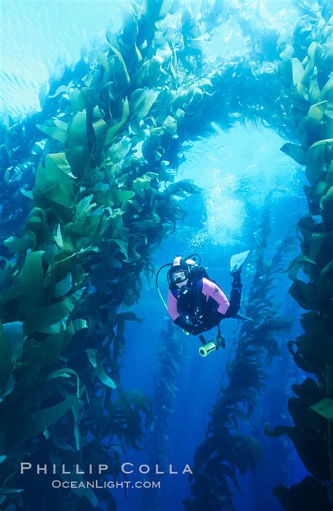 Diver Amid Kelp Forest Macrocystis Pyrifera Photo San Clemente Island