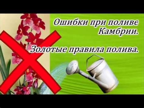 Ошибки при поливе Камбрии. Золотые правила полива. - YouTube