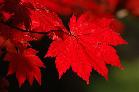 Caracter Sticas Y Cuidados Del Arce Jap Nico Acer Japonico Arce