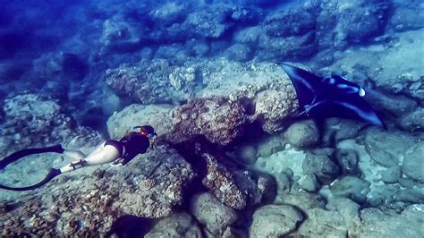 Freediving Sharks Cove Oahu Close Interactions With Manta Ray Sharks