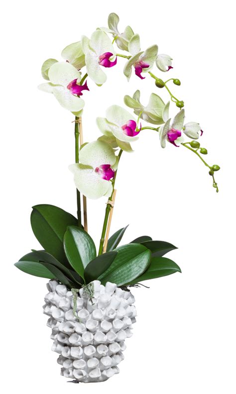 Green Phal In Barnacle Vase Lux Art Silks