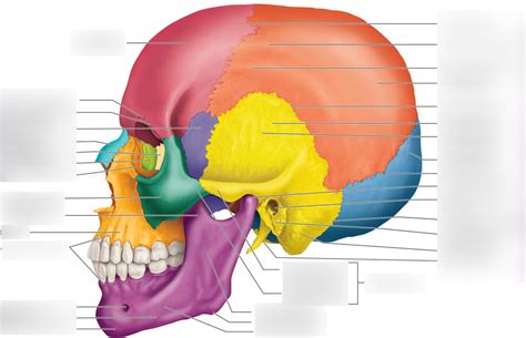 Lateral Skull Diagram Quizlet