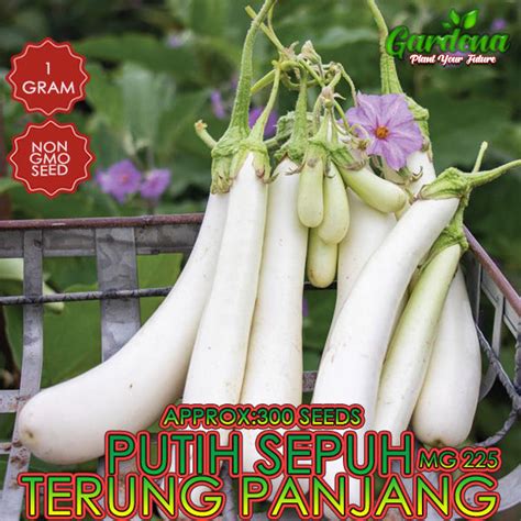 Benih Terung Panjang Putih 300 Seed 1 Gram Lazada