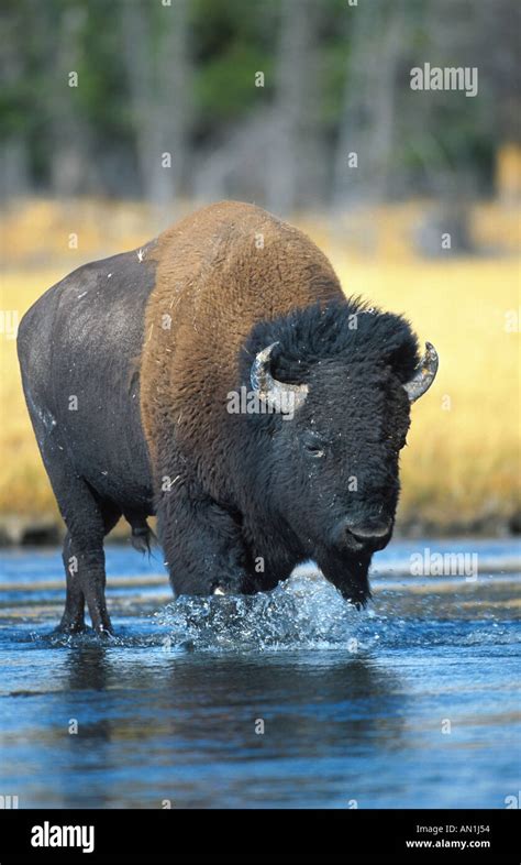 American Bison Buffalo Bison Bison Bull Crossing Firehole River Usa Wyoming Yellowstone