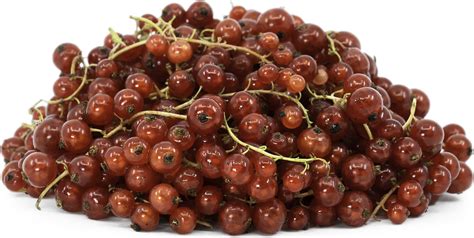 red currant berries information  facts