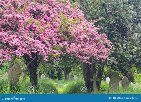 Spring Colours In The Old Cemetery Southampton Common Stock Photo