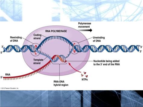 Gene Expression Translation And Transcription