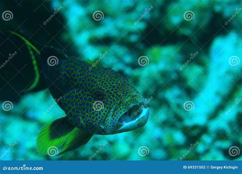 Unusual saltwater fish stock photo. Image of eyes, pacific - 69331502