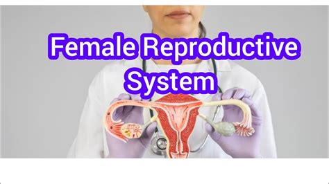 Female Reproductive System Youtube