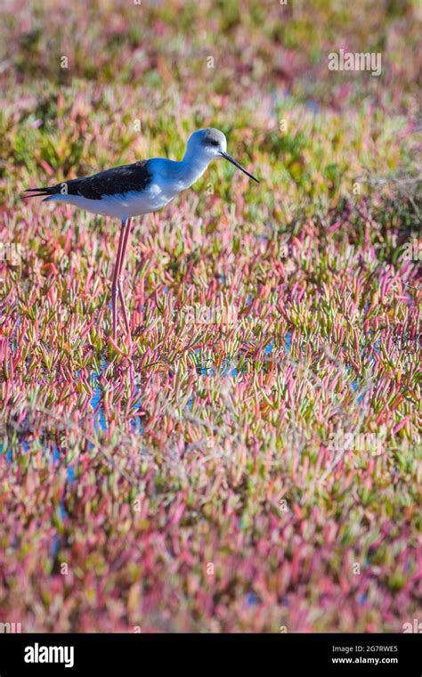 Indian stilt bird hi-res stock photography and images - Alamy