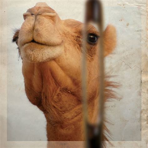 Camel Through The Eye Of A Needle Reference / It's a folk etymology ...