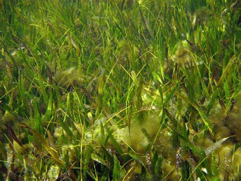 Pastizal Mixto De Thalassia Testudinum Y Syringodium Filiforme Foto