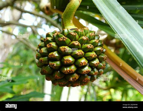 The Screw Pine Fruit Originally From Madagascar Stock Photo Alamy