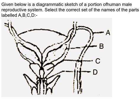 Given Below Is A Diagrammatic Sketch Of A Portion Of Human Male Re