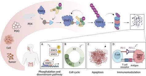 JCI Insight Small Molecule PROTAC Mediates Targeted Protein